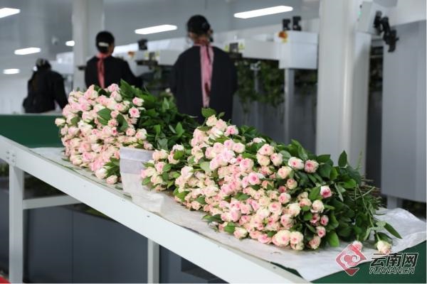 2025年奥马最新免费资料